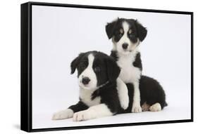 Border Collie Puppies Playing-Mark Taylor-Framed Stretched Canvas