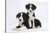 Border Collie Puppies Playing-Mark Taylor-Stretched Canvas