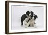 Border Collie Puppies Playing-Mark Taylor-Framed Photographic Print