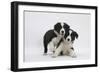 Border Collie Puppies Playing-Mark Taylor-Framed Photographic Print