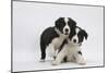 Border Collie Puppies Playing-Mark Taylor-Mounted Photographic Print