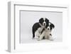 Border Collie Puppies Playing-Mark Taylor-Framed Photographic Print