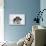 Border Collie Puppies Playing-Mark Taylor-Photographic Print displayed on a wall
