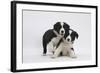 Border Collie Puppies Playing-Mark Taylor-Framed Photographic Print