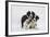 Border Collie Puppies Playing-Mark Taylor-Framed Photographic Print