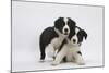 Border Collie Puppies Playing-Mark Taylor-Mounted Photographic Print