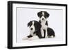 Border Collie Puppies Playing-Mark Taylor-Framed Photographic Print