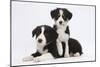 Border Collie Puppies Playing-Mark Taylor-Mounted Photographic Print