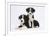 Border Collie Puppies Playing-Mark Taylor-Framed Photographic Print