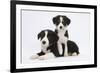 Border Collie Puppies Playing-Mark Taylor-Framed Photographic Print