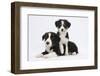 Border Collie Puppies Playing-Mark Taylor-Framed Photographic Print