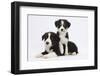 Border Collie Puppies Playing-Mark Taylor-Framed Photographic Print