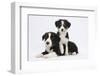 Border Collie Puppies Playing-Mark Taylor-Framed Photographic Print