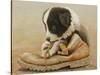 Border Collie Puppy Eating a Boot-John Silver-Stretched Canvas