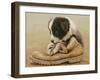 Border Collie Puppy Eating a Boot-John Silver-Framed Giclee Print