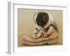 Border Collie Puppy Eating a Boot-John Silver-Framed Giclee Print