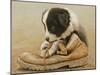 Border Collie Puppy Eating a Boot-John Silver-Mounted Giclee Print