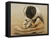 Border Collie Puppy Eating a Boot-John Silver-Framed Stretched Canvas