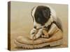 Border Collie Puppy Eating a Boot-John Silver-Stretched Canvas