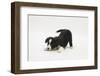 Border Collie Puppy in a Play Bow-Mark Taylor-Framed Photographic Print