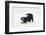 Border Collie Puppy in a Play Bow-Mark Taylor-Framed Photographic Print