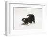 Border Collie Puppy in a Play Bow-Mark Taylor-Framed Photographic Print