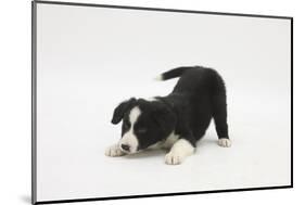 Border Collie Puppy in a Play Bow-Mark Taylor-Mounted Photographic Print