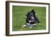 Border Collie Puppy Lying Down with Toy-null-Framed Photographic Print