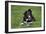 Border Collie Puppy Lying Down with Toy-null-Framed Photographic Print