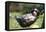 Border Collie Puppy Lying in Hammock-null-Framed Stretched Canvas