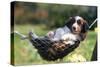 Border Collie Puppy Lying in Hammock-null-Stretched Canvas