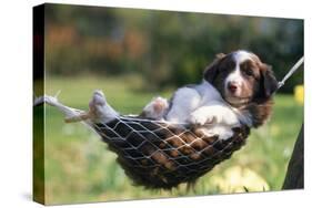 Border Collie Puppy Lying in Hammock-null-Stretched Canvas