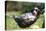 Border Collie Puppy Lying in Hammock-null-Stretched Canvas