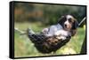Border Collie Puppy Lying in Hammock-null-Framed Stretched Canvas