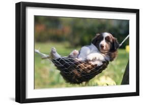 Border Collie Puppy Lying in Hammock-null-Framed Photographic Print