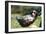 Border Collie Puppy Lying in Hammock-null-Framed Photographic Print