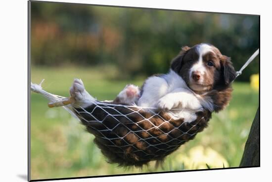 Border Collie Puppy Lying in Hammock-null-Mounted Photographic Print
