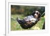 Border Collie Puppy Lying in Hammock-null-Framed Photographic Print