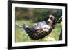 Border Collie Puppy Lying in Hammock-null-Framed Photographic Print