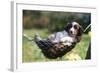 Border Collie Puppy Lying in Hammock-null-Framed Photographic Print