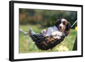 Border Collie Puppy Lying in Hammock-null-Framed Photographic Print