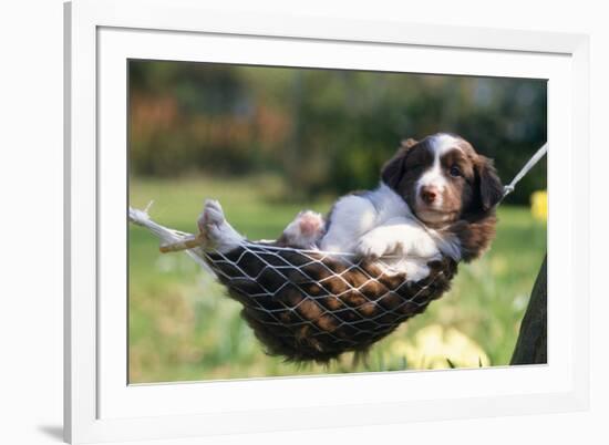 Border Collie Puppy Lying in Hammock-null-Framed Photographic Print