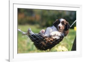 Border Collie Puppy Lying in Hammock-null-Framed Photographic Print