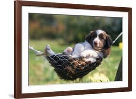 Border Collie Puppy Lying in Hammock-null-Framed Photographic Print