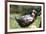 Border Collie Puppy Lying in Hammock-null-Framed Photographic Print