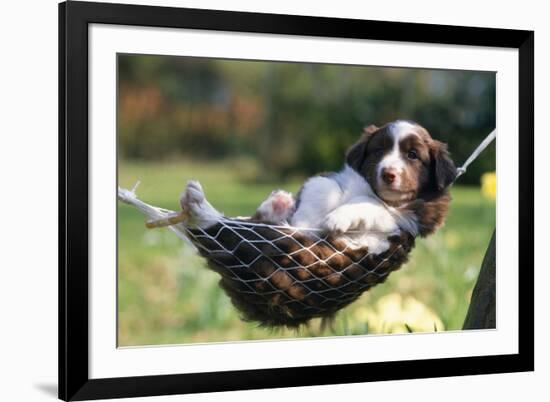 Border Collie Puppy Lying in Hammock-null-Framed Photographic Print