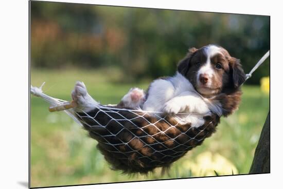 Border Collie Puppy Lying in Hammock-null-Mounted Photographic Print