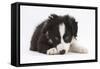 Border Collie Puppy Lying-Mark Taylor-Framed Stretched Canvas