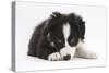 Border Collie Puppy Lying-Mark Taylor-Stretched Canvas