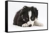 Border Collie Puppy Lying-Mark Taylor-Framed Stretched Canvas